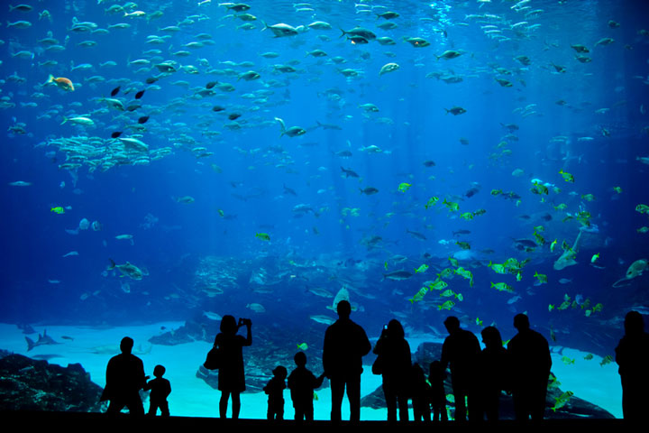 an aquarium (large image)