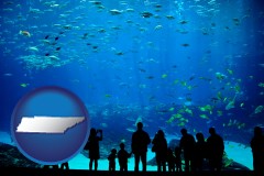 tennessee an aquarium