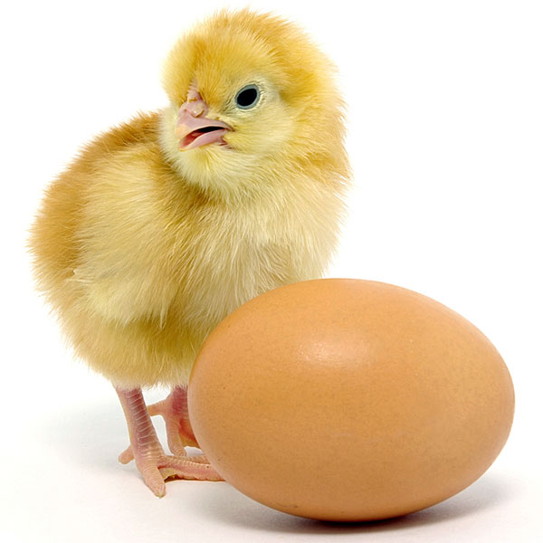 a baby chicken and brown egg (large image)