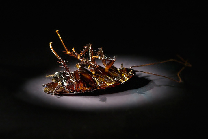 a dead cockroach (large image)