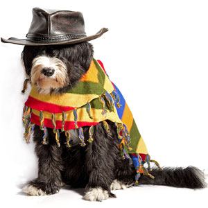 a dog wearing a Mexican sombrero and poncho