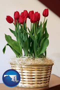 a gift basket with red tulips - with Maryland icon