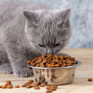 a gray kitten eating cat food from a bowl