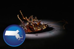 massachusetts a dead cockroach
