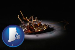 rhode-island a dead cockroach