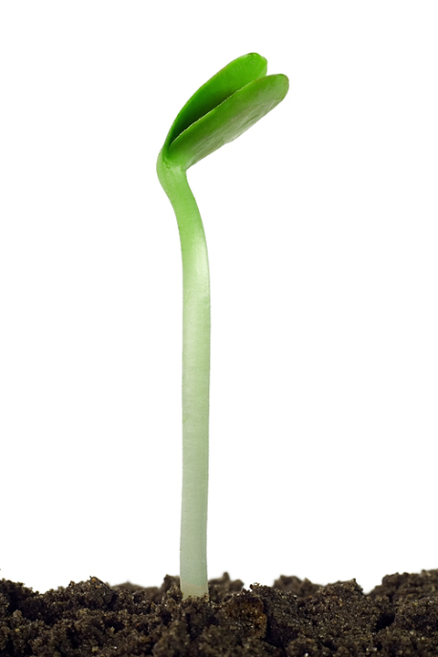 a bean plant seedling (large image)