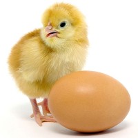 a baby chicken and brown egg