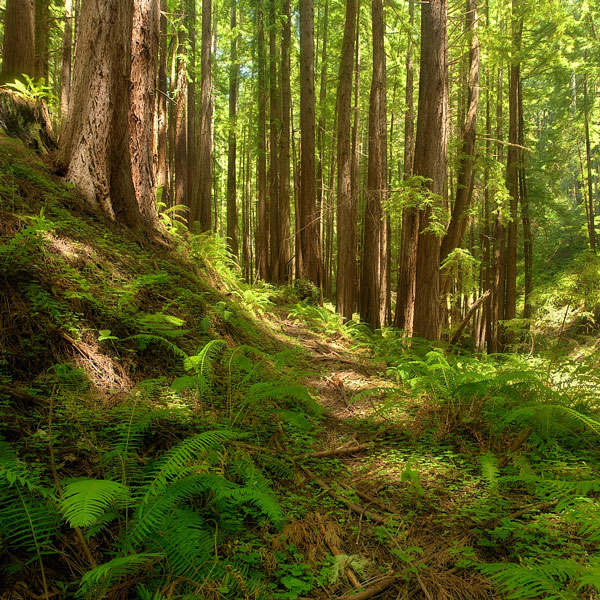 redwood trees in a forest (large image)