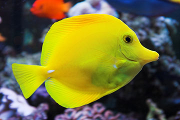 yello tang saltwater aquarium fish