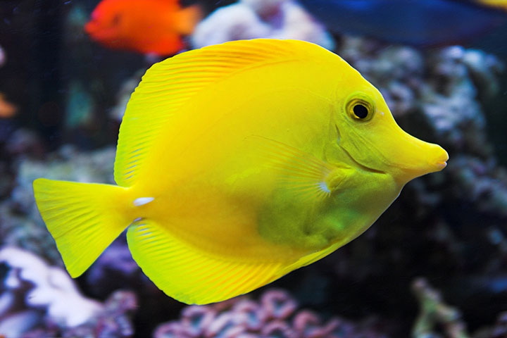 yello tang saltwater aquarium fish (large image)