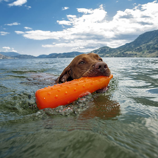 a trained dog retrieving an orange dummy (large image)