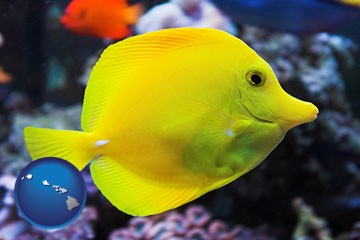 yello tang saltwater aquarium fish - with Hawaii icon