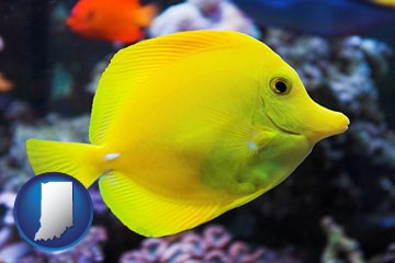 yello tang saltwater aquarium fish - with Indiana icon