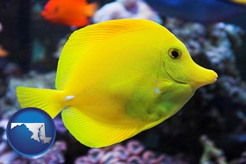 yello tang saltwater aquarium fish - with Maryland icon