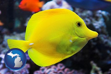 yello tang saltwater aquarium fish - with Michigan icon