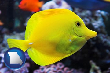 yello tang saltwater aquarium fish - with Missouri icon