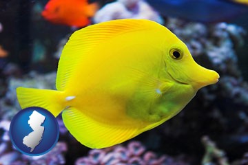 yello tang saltwater aquarium fish - with New Jersey icon