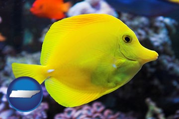 yello tang saltwater aquarium fish - with Tennessee icon