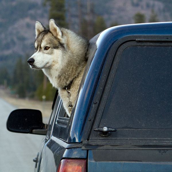 a truck cap and a Siberian husky (large image)