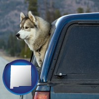 new-mexico a truck cap and a Siberian husky