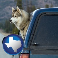 texas map icon and a truck cap and a Siberian husky