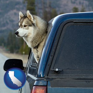 a truck cap and a Siberian husky - with California icon