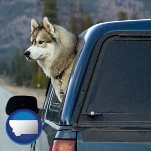 a truck cap and a Siberian husky - with Montana icon