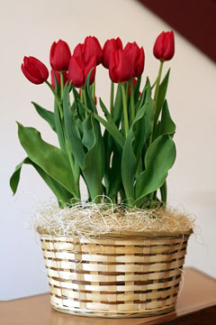 a gift basket with red tulips