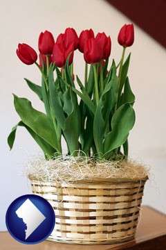 a gift basket with red tulips - with Washington, DC icon