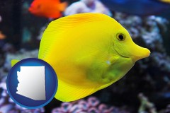 arizona map icon and yello tang saltwater aquarium fish