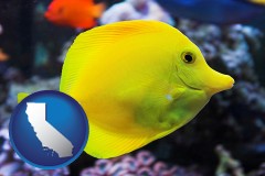 california map icon and yello tang saltwater aquarium fish