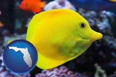 florida map icon and yello tang saltwater aquarium fish