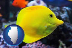 illinois map icon and yello tang saltwater aquarium fish