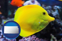 kansas map icon and yello tang saltwater aquarium fish