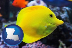 louisiana map icon and yello tang saltwater aquarium fish