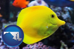 maryland map icon and yello tang saltwater aquarium fish