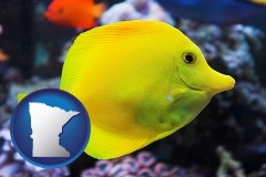 minnesota map icon and yello tang saltwater aquarium fish