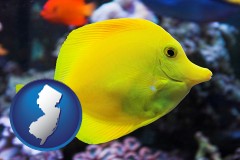 new-jersey map icon and yello tang saltwater aquarium fish