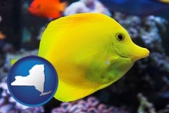new-york map icon and yello tang saltwater aquarium fish