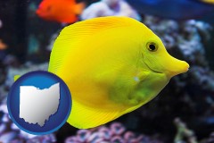 ohio map icon and yello tang saltwater aquarium fish