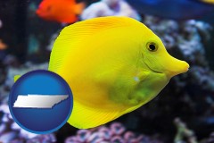 tennessee map icon and yello tang saltwater aquarium fish
