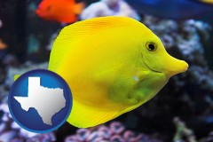 texas map icon and yello tang saltwater aquarium fish