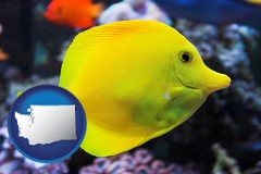 washington map icon and yello tang saltwater aquarium fish