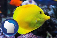 wisconsin map icon and yello tang saltwater aquarium fish