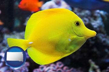 yello tang saltwater aquarium fish - with South Dakota icon